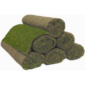 rsz_grass_3