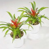 rsz_guzmania_2