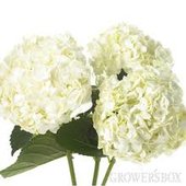 rsz_hydrangea_white