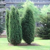 rsz_juniperus_communis_hibernica