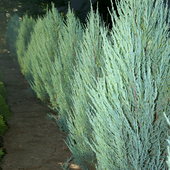 rsz_juniperus_skyrocket