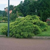 rsz_juniperus_x_pfitzeriana_pfitzeriana_aurea