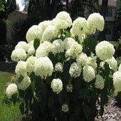 rsz_ortansia_3