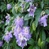 rsz_pasiflora