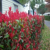 rsz_photinia_fraseri_var_red_robin