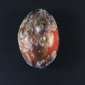 rsz_phytophthora_infestans_late_blight_on_tomato