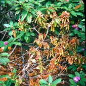 rsz_phytophthora_root_rot