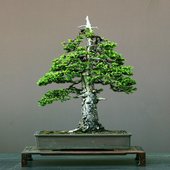 rsz_picea_bonsai