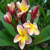 plumeria