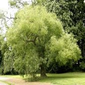 rsz_sophora_1