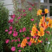 rsz_spirea_and_alstroemeria