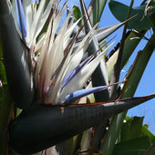 rsz_strelitzia_nicolai