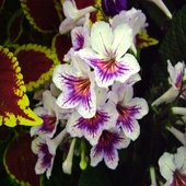 rsz_streptocarpus