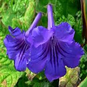 rsz_streptocarpus_2