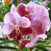 rsz_vanda_1