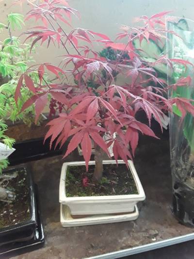 Acer palmatum atropurpureum bonsai