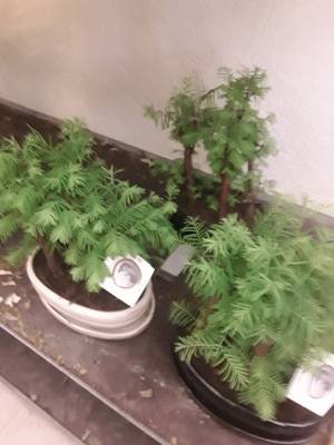Bonsai sequoia