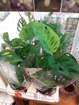 Monstera monkey mask