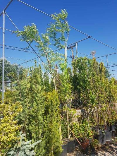 &Iota;&tau;&iota;ά &kappa;&lambda;&alpha;ί&omicron;&upsilon;&sigma;&alpha; 3,50&mu;