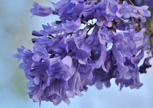 Jacaranda:&tau;&omicron; &mu;&omega;&beta; &delta;έ&nu;&tau;&rho;&omicron; &tau;&eta;&sigmaf; &Kappa;&omicron;ύ&beta;&alpha;&sigmaf;