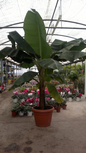 musa