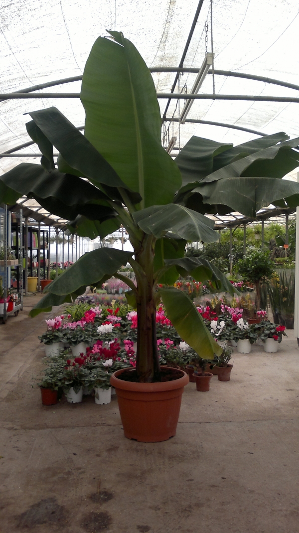 musa