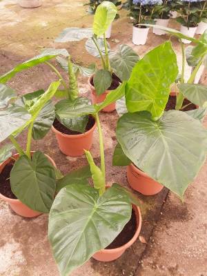 Alocasia portodora