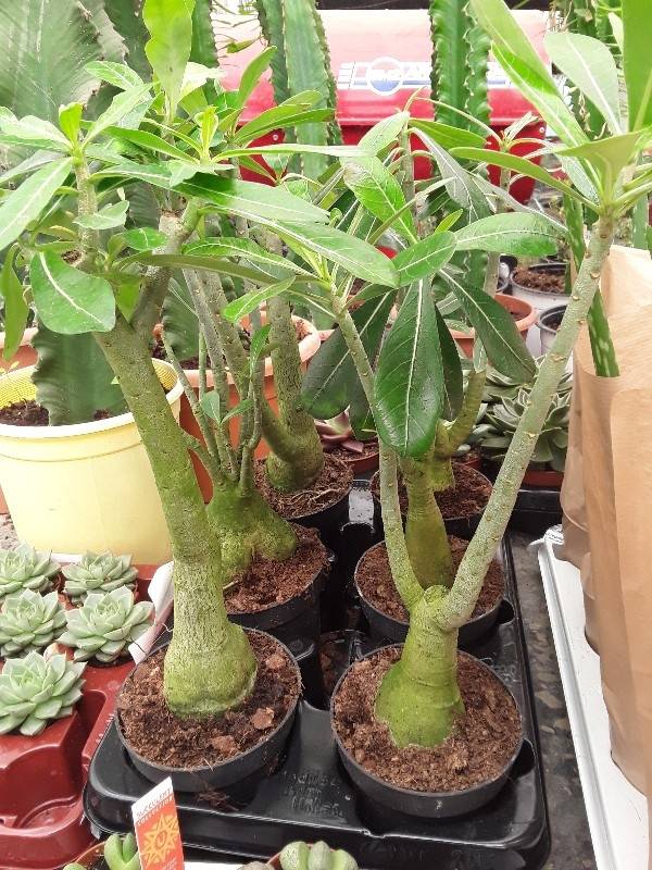 Adenium obesum