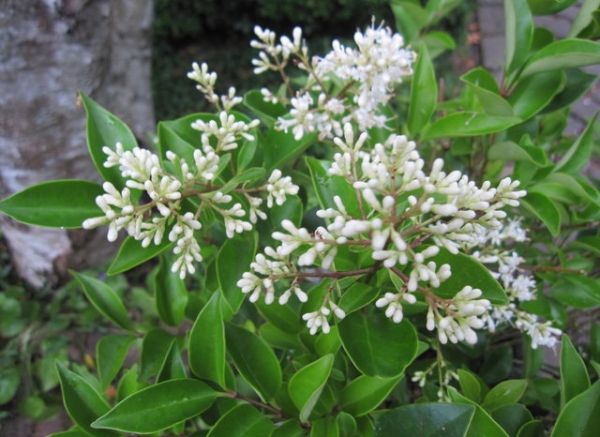 &Phi;&upsilon;&tau;ά &gamma;&iota;&alpha; &pi;ό&lambda;&eta;, &phi;&upsilon;&tau;ά &gamma;&iota;&alpha; &kappa;&alpha;&upsilon;&sigma;&alpha;έ&rho;&iota;&omicron;:ligustrum japonicum texanum