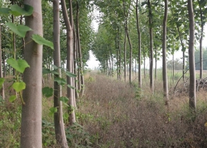 Paulownia