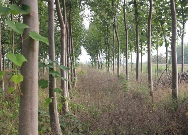 Paulownia