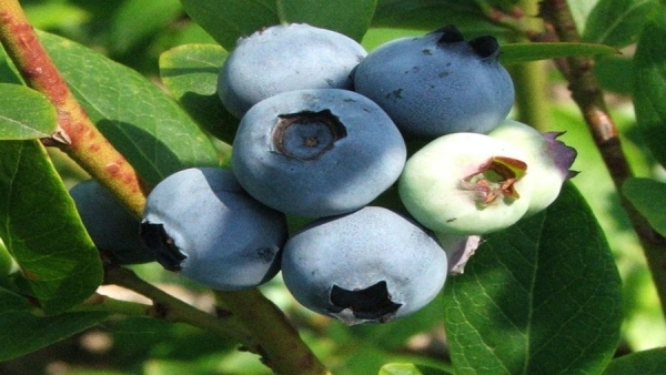 Vaccinium corymbosum Duke
