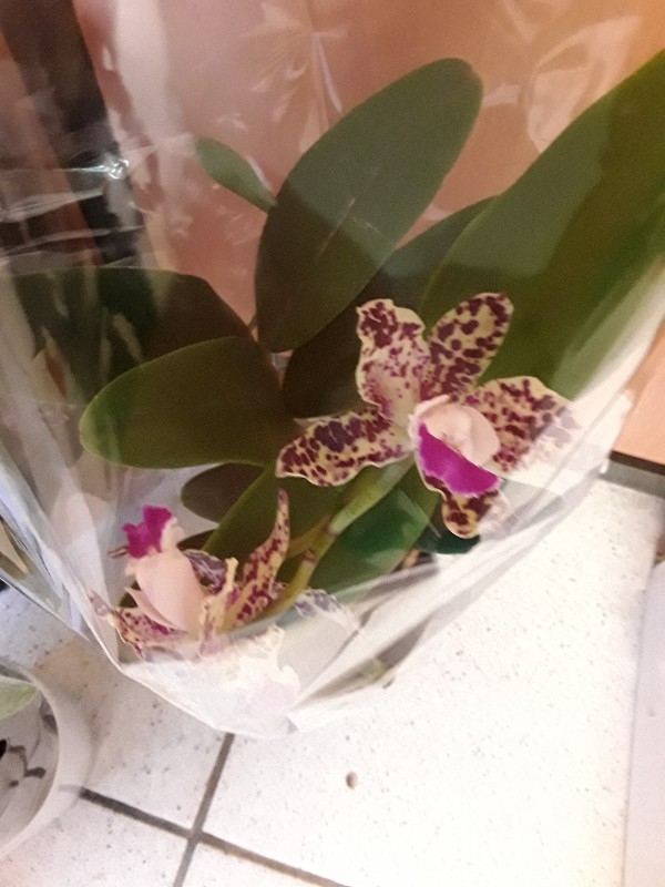 Leopard Cattley orchid &sigma;&tau;&eta;&nu; &Kappa;έ&nu;&tau;&iota;&alpha; 