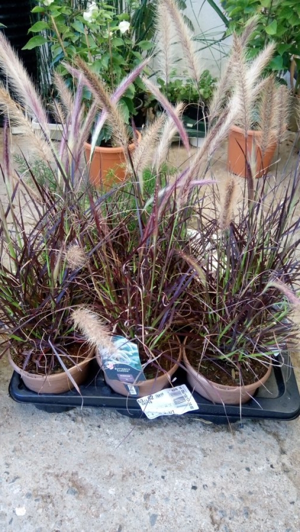 Pennisetum rubrum &sigma;&tau;&eta;&nu; &Kappa;&Epsilon;&Nu;&Tau;&Iota;&Alpha;