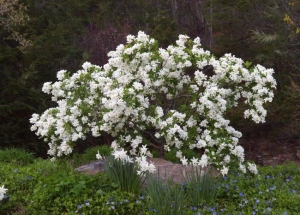Chaenomeles speciosa Nivalis