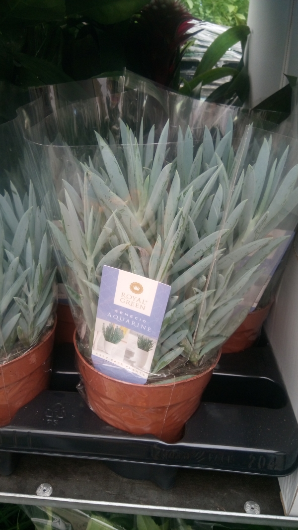 Curio ficus mt everest-senecio
