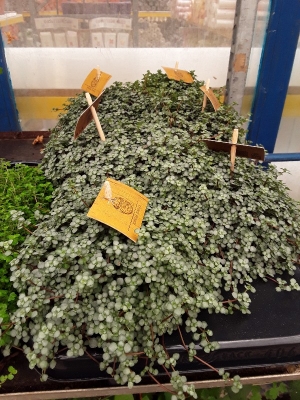 Pilea glauca greyzy