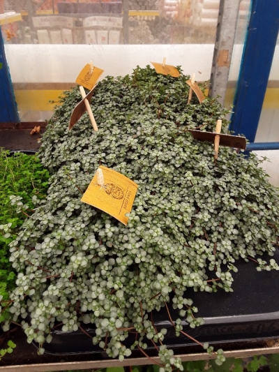 Pilea glauca greyzy