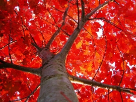 &Kappa;ό&kappa;&kappa;&iota;&nu;&eta; &beta;&epsilon;&lambda;&alpha;&nu;&iota;&delta;&iota;ά-quercus rubra