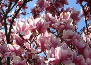 Ά&nu;&theta;&eta; &mu;&alpha;&nu;ώ&lambda;&iota;&alpha;&sigmaf; stellata