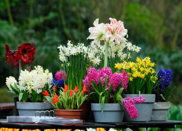 Bulbs