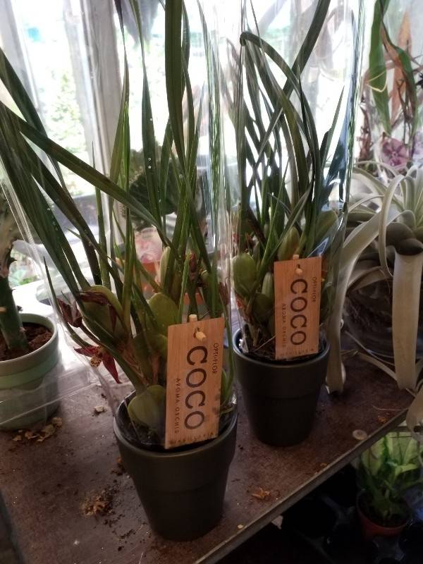 Maxillaria orchid, coconut orchid