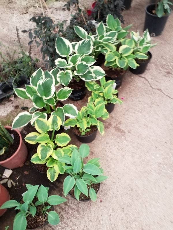 Hosta