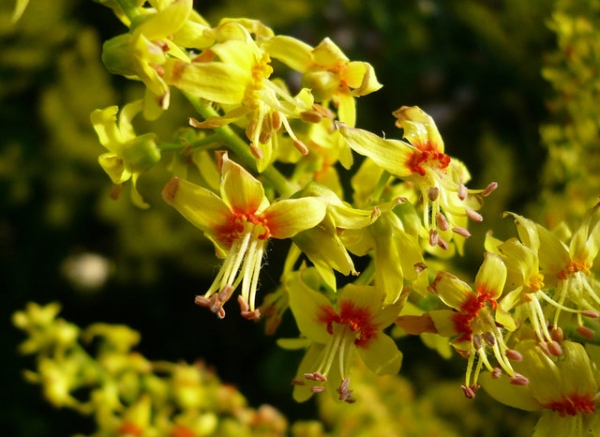 Koelreuteria Paniculata