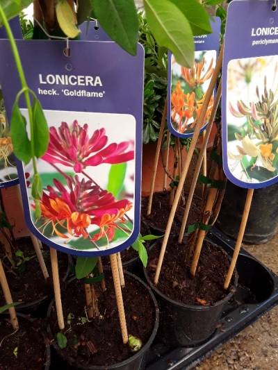 Lonicera goldflame