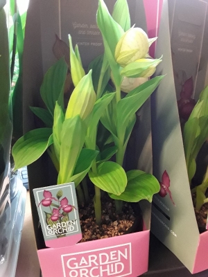 Cypripedium
