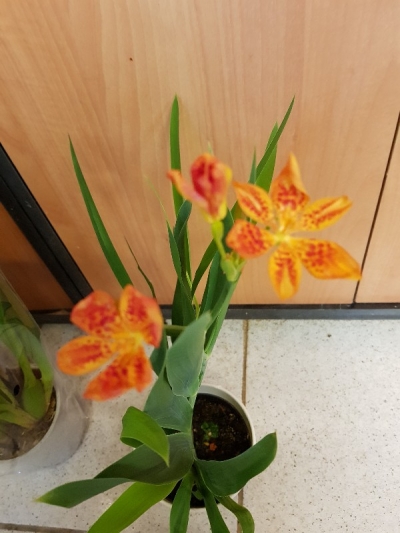 Belamcanda orange queen:&eta; &beta;&alpha;&sigma;ί&lambda;&iota;&sigma;&sigma;&alpha; &tau;&omicron;&upsilon; &kappa;ή&pi;&omicron;&upsilon;
