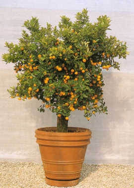 Citrus Mitis