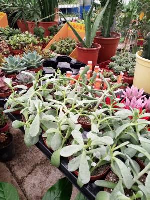 Cotyledon