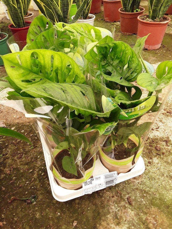 Monstera adansonii